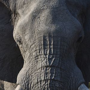 Elephant Botswana