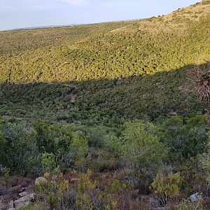 Hunting for Bushbuck in South Africa