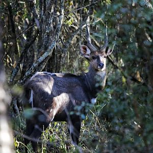 Bushbuck South Africa