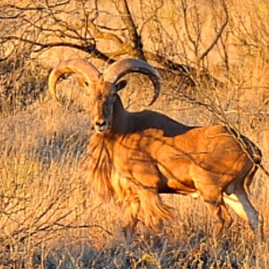 Aoudad Texas