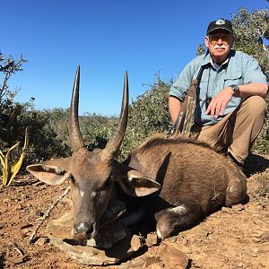 South Africa Hunt Bushbuck