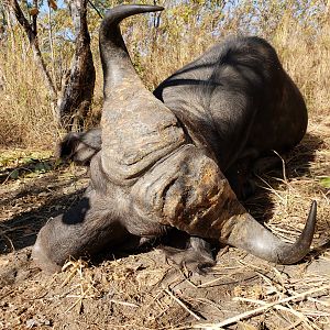 Hunt Cape Buffalo in Tanzania