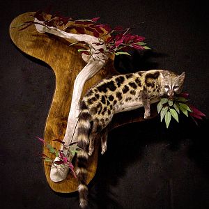 Genet Cat Full Mount Taxidermy