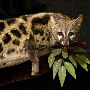 Genet Cat Full Mount Taxidermy
