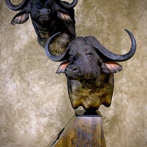 45" & 36"Inch Cape Buffalo Stacked Double Shoulder Mount Pedestal Taxidermy