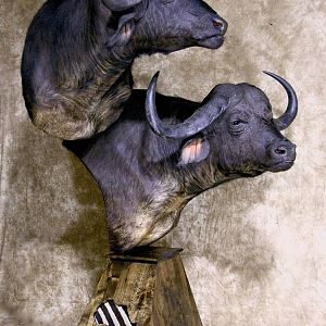 45" & 36"Inch Cape Buffalo Stacked Double Shoulder Mount Pedestal Taxidermy