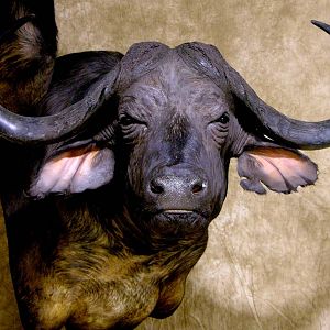 45" & 36"Inch Cape Buffalo Stacked Double Shoulder Mount Pedestal Taxidermy