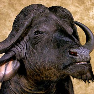 45" & 36"Inch Cape Buffalo Stacked Double Shoulder Mount Pedestal Taxidermy