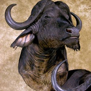 45" & 36"Inch Cape Buffalo Stacked Double Shoulder Mount Pedestal Taxidermy