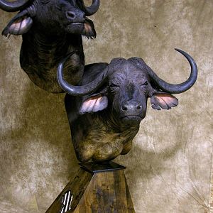 45" & 36"Inch Cape Buffalo Stacked Double Shoulder Mount Pedestal Taxidermy