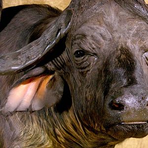 45" & 36"Inch Cape Buffalo Stacked Double Shoulder Mount Pedestal Taxidermy