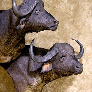 45" & 36"Inch Cape Buffalo Stacked Double Shoulder Mount Pedestal Taxidermy