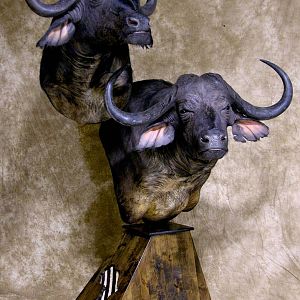 45" & 36"Inch Cape Buffalo Stacked Double Shoulder Mount Pedestal Taxidermy