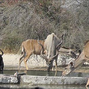 Bowhunting Impala & Warthog Botswana 2018 Day 1