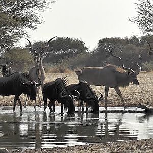 Bowhunting Kudu & Wildebeest Botswana 2018