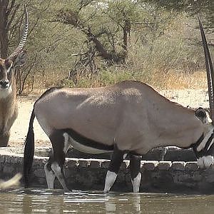 Bowhunting Botswana 2018