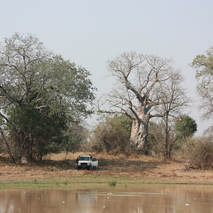 Cape Buffalo Hunt Mozambique