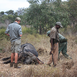 Mozambique Hunt Cape Buffalo