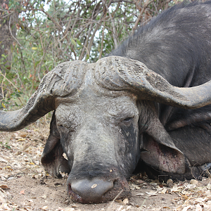 Cape Buffalo Hunt Mozambique