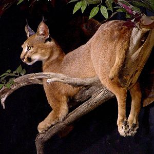 Caracal Full Mount Taxidermy