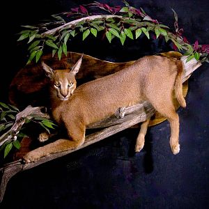 Caracal Full Mount Taxidermy