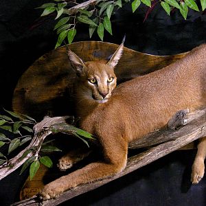 Caracal Full Mount Taxidermy