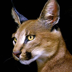 Caracal Full Mount Taxidermy