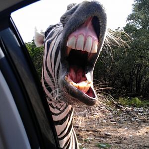 Burchell's Plain Zebra