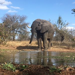 Elephant South Africa