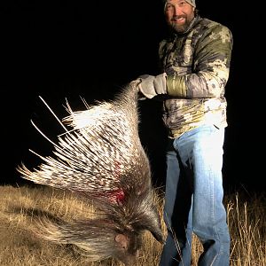 Hunt African Porcupine in South Africa