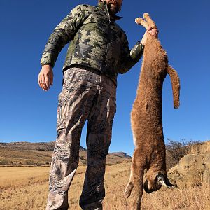 Hunting Caracal in South Africa