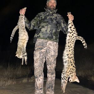 African Wildcat & Serval Cat Hunting South Africa
