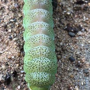 Caterpillar Zimbabwe