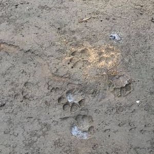 Lion Tracks Zimbabwe