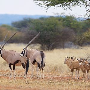 Gemsbok in South Africa