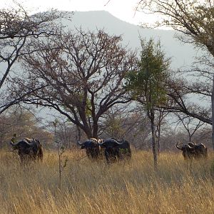 Cape Buffalo South Africa