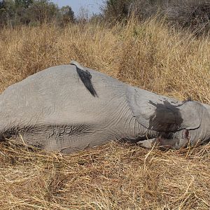 Zimbabwe Hunting Tuskless Elephant