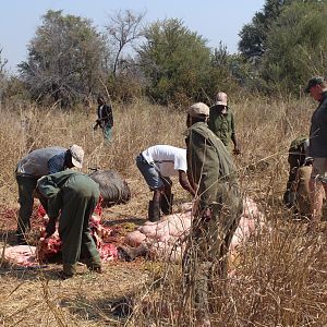 Skinning of Elephant Zimbabwe