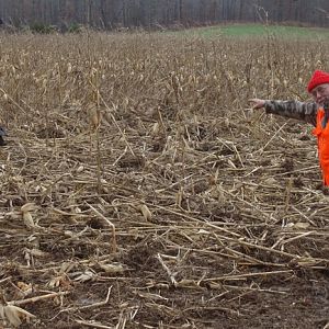 Hog in Maize field