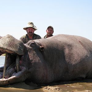 Old Hippo Bull on the Zambezi