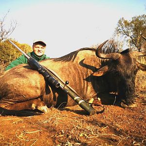 Cull Hunting Blue Wildebeest in South Africa