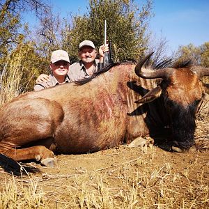Blue Wildebeest Cull Hunt South Africa