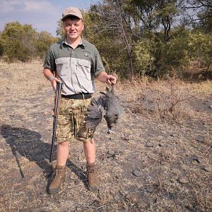 South Africa Wingshooting Guineafowl