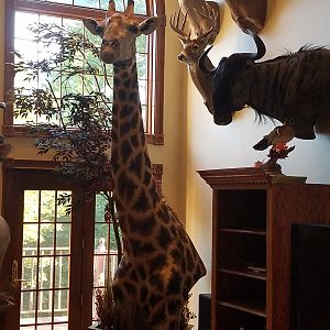 Giraffe,  White Tail Deer,  Blue Wildebeest Shoulder Mount Taxidermy