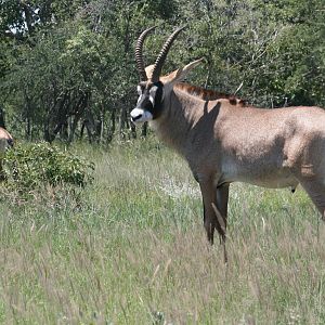 Roan South Africa