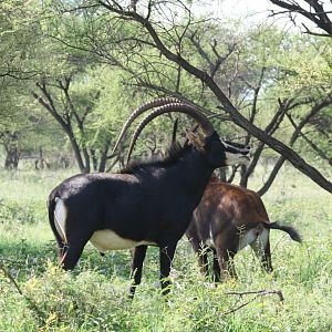 Sable Antelope South Africa