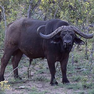 Cape Buffalo