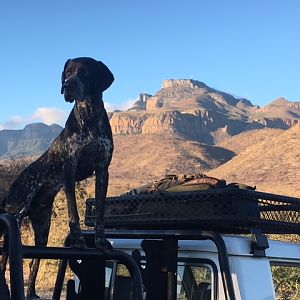 Hunting Dog on back of Hunting vehicle