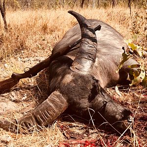 Hunting Asiatic Water Buffalo Australia