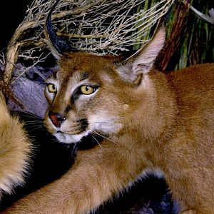 Caracal & Springhare Full Mount Taxidermy